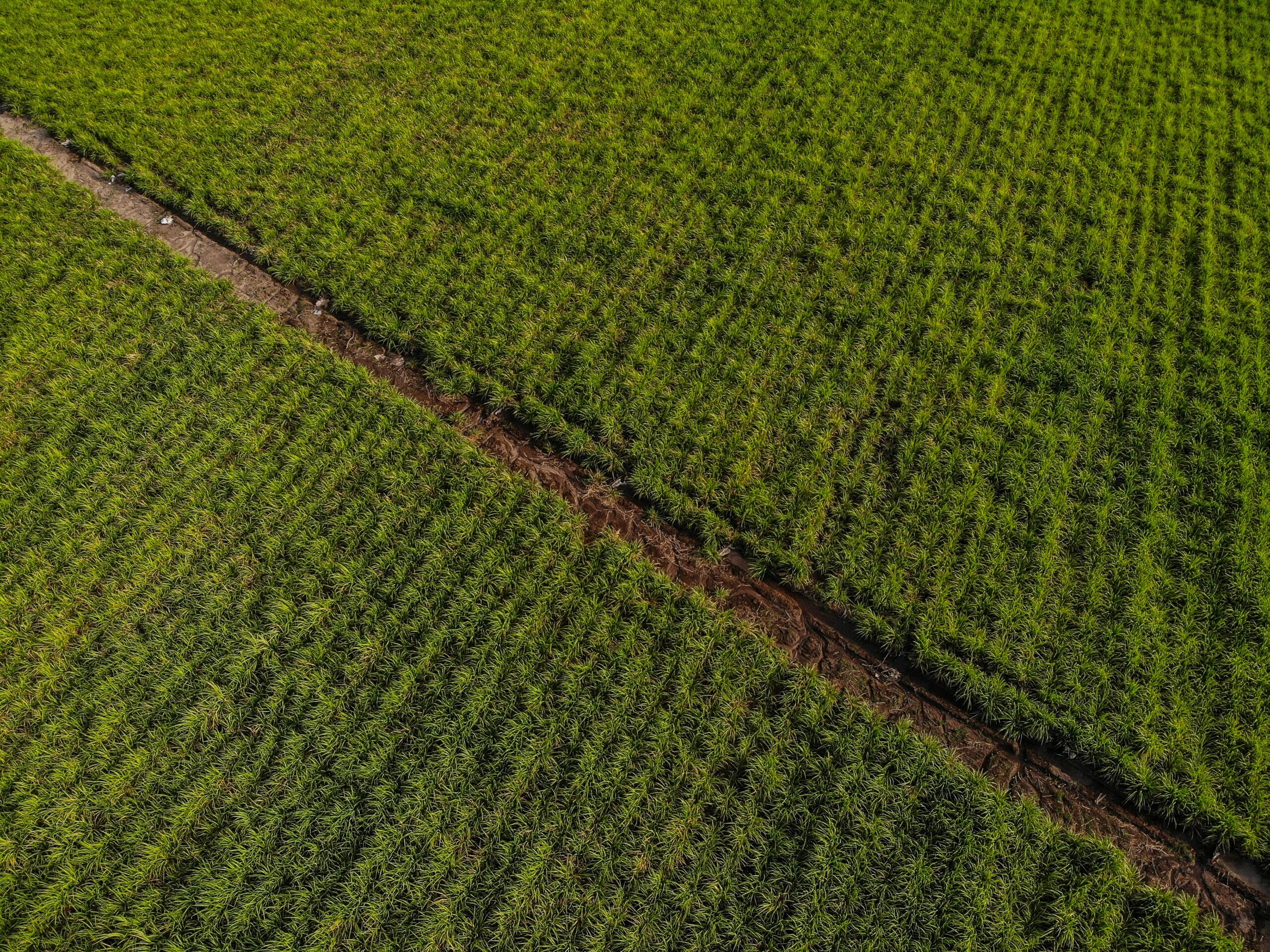 Governança fundiária no agro: por que é indispensável para o sucesso da sua operação